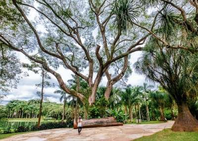 Tree Court